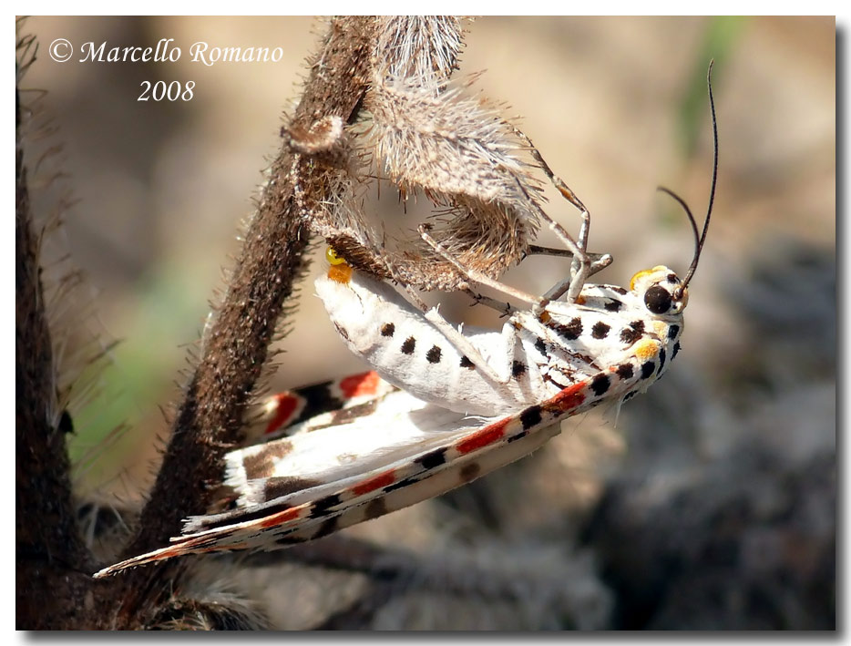 Utetheisa pulchella (Arctiidae) in deposizione